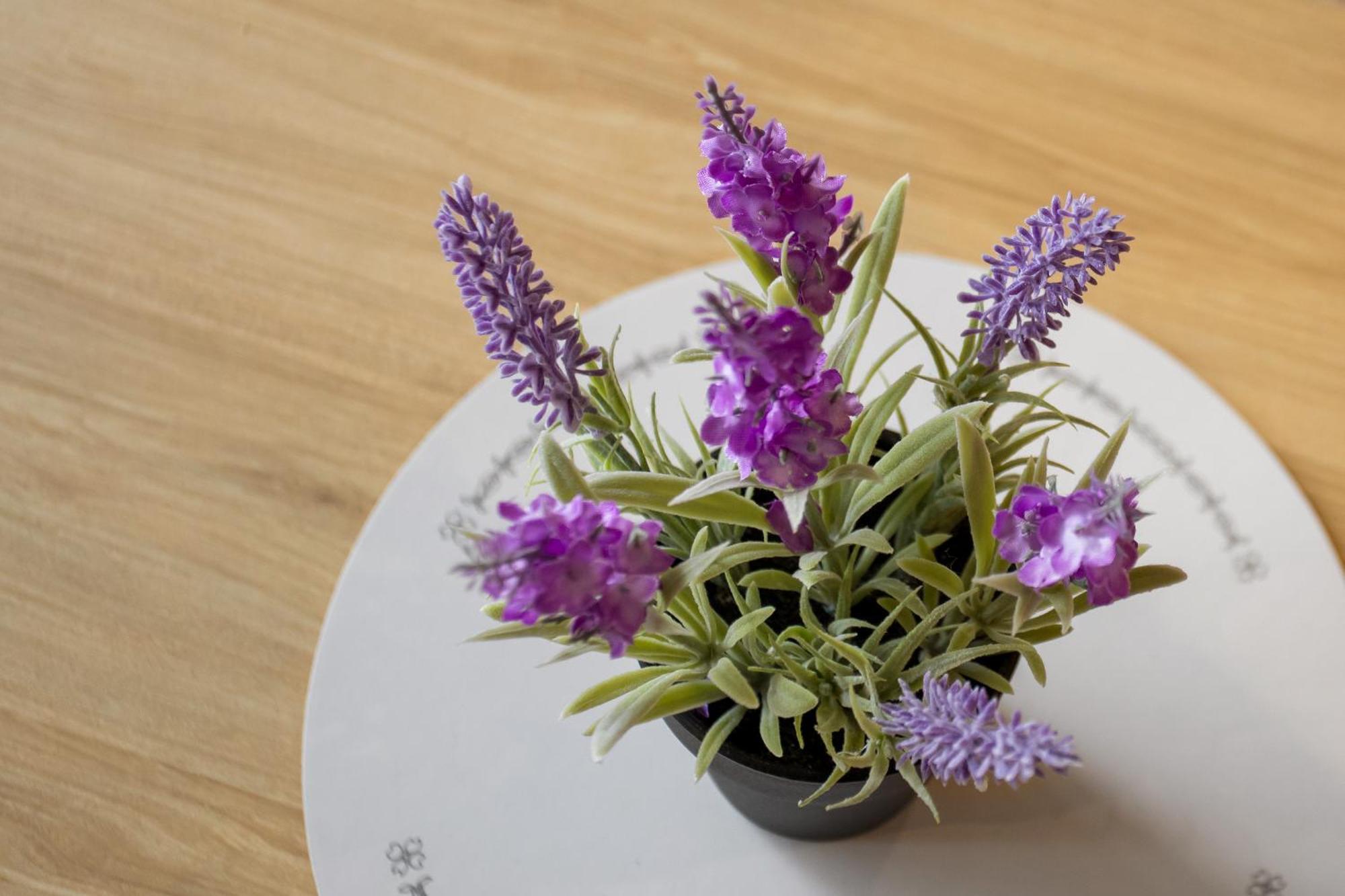 Spring Special Cbd Free Parking Apartment Christchurch Luaran gambar